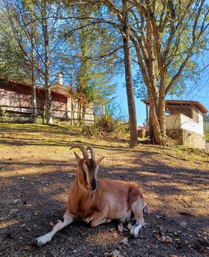 Quinta Da Chouza Agroturismo E Enoturismo Celorico De Basto Kültér fotó