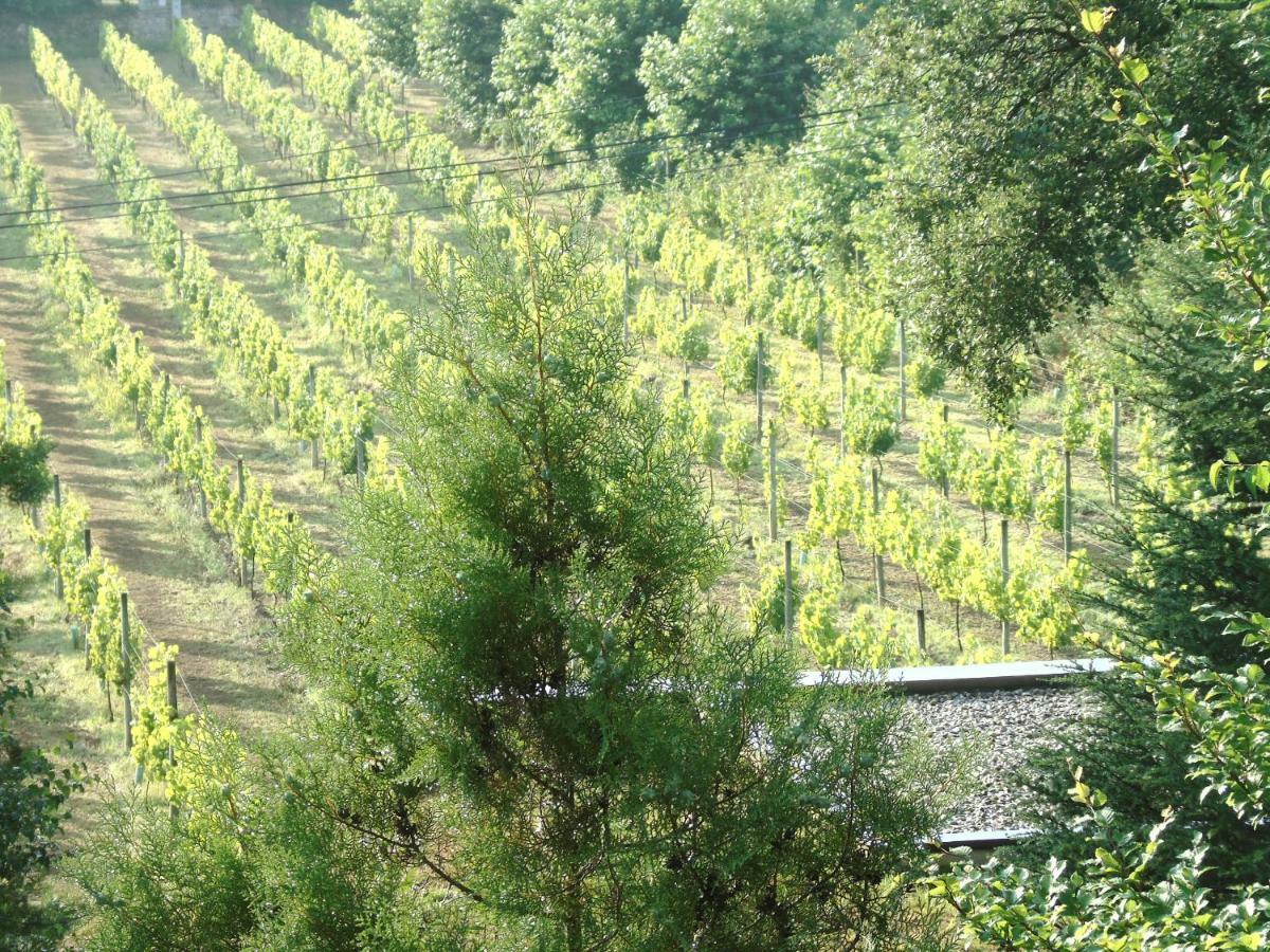 Quinta Da Chouza Agroturismo E Enoturismo Celorico De Basto Kültér fotó